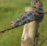 Serpent qui n'en a rien à foutre