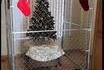 Sapin de Noël : il faut bien ça si on veut le garder debout