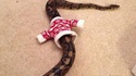 Déguisement pour serpent