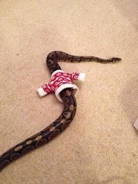 Déguisement pour serpent