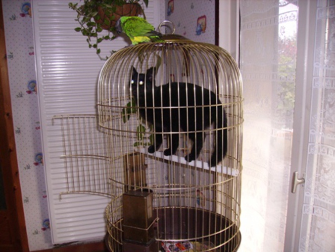 Un chat qui se retrouve dans la cage alors que l'oiseau se promène dehors