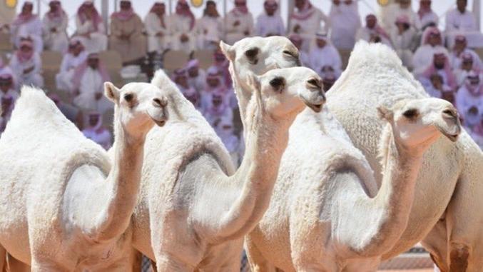 L'année dernière, en Arabie saoudite, plus de 40 chameaux ont été disqualifiés d'un concours de beauté de chameaux après avoir découvert que leurs propriétaires leur avaient fait des injections de botox pour améliorer leur apparence
