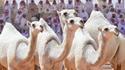 Jury camel toe 