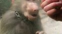 Troller un singe