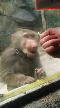Troller un singe