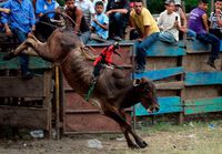 Un singe fait du rodéo