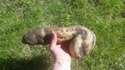 On a retrouvé la partie manquante de Monsieur Patate