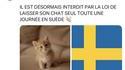 Le métier de pet sitter va être rentable 
