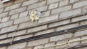 Quand tu n'as plus de brique et qu'il y a trop de chat