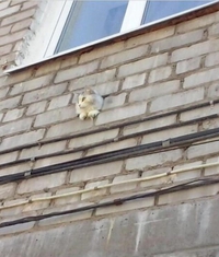 Quand tu n'as plus de brique et qu'il y a trop de chat