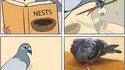 Fier comme un pigeon
