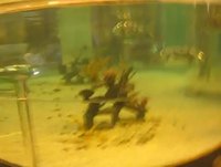 Poissons-robots