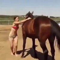 Un cheval compréhensif 