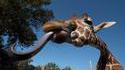 Langue de girafe