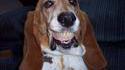 Chien souriant