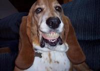 Chien souriant