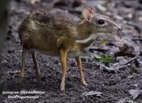 Mi chevreuil mi écureuil mi je sais pas 