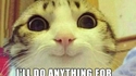 Votre chat vous aime