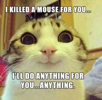 Votre chat vous aime