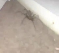 Un homme filme une araignée