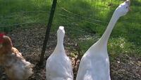 Regardez bien ce canard...