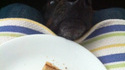 Le chien à table