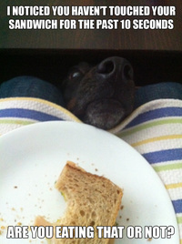 Le chien à table