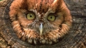whack an owl