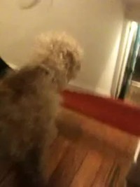 Chien acrobate