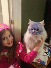 Elle voulait un chat bleu
