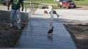 DUCK YOU !