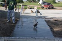 DUCK YOU !