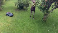 Tondeuse vs voleur de pomme