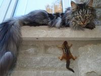 Le chat et l'écureuil