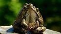 La danse des grenouilles