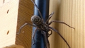 Kill it with fire ! Vos bestioles de jardin !