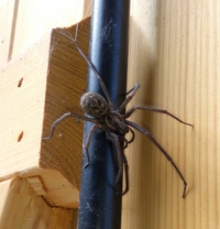 Kill it with fire ! Vos bestioles de jardin !