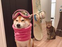 Chien équipé