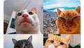Selfies de quadragénaires
