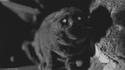 Chat zombie
