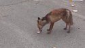 Un renard se fait un sandwich