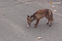 Un renard se fait un sandwich