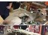 la taxidermie la plus WTF que j'ai vu !