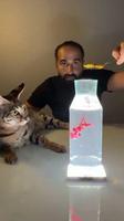 Distraire le chat...