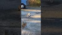 Mafia de vilain felin
