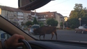 Pourquoi la vache traverse la route 