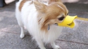 Après avoir trop aboyé ce chien s'est fait clouer le bec