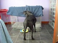 Chien caché