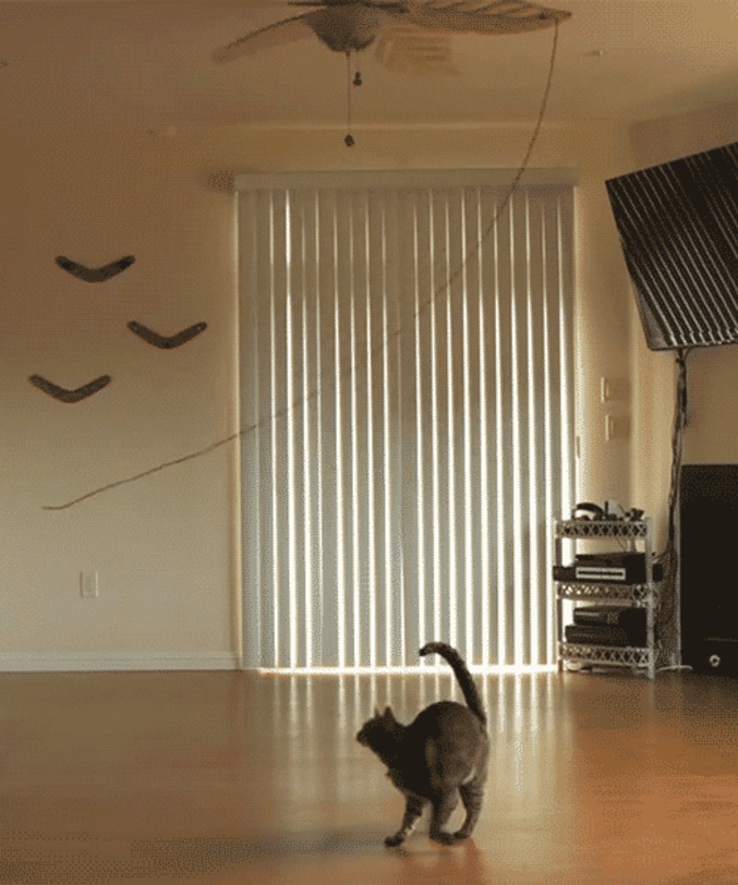 Un chat, une ficelle, un ventilateur