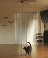 Un chat, une ficelle, un ventilateur